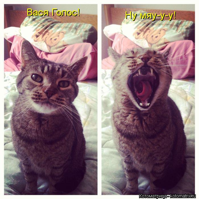 Вася Голос! Ну мяу-у-у!... Котоматрица: Вася Голос! Ну мяу-у-у!