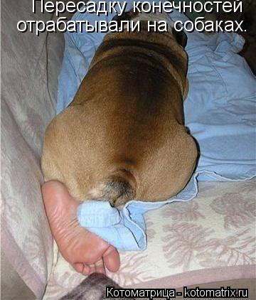Пересадку конечностей отрабатывали на собаках.... Котоматрица: Пересадку конечностей отрабатывали на собаках.