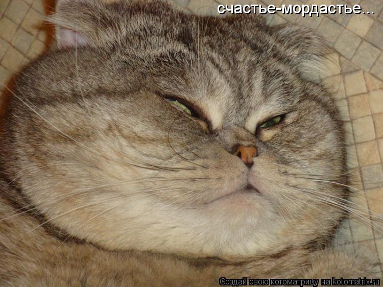 счастье-мордастье...... Котоматрица: счастье-мордастье...