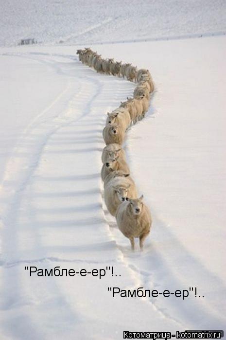 Котоматрица: "Рамбле-е-ер"!..  "Рамбле-е-ер"!..