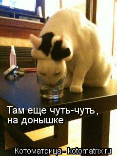Там еще чуть-чуть на донышке ,... Котоматрица: Там еще чуть-чуть на донышке ,