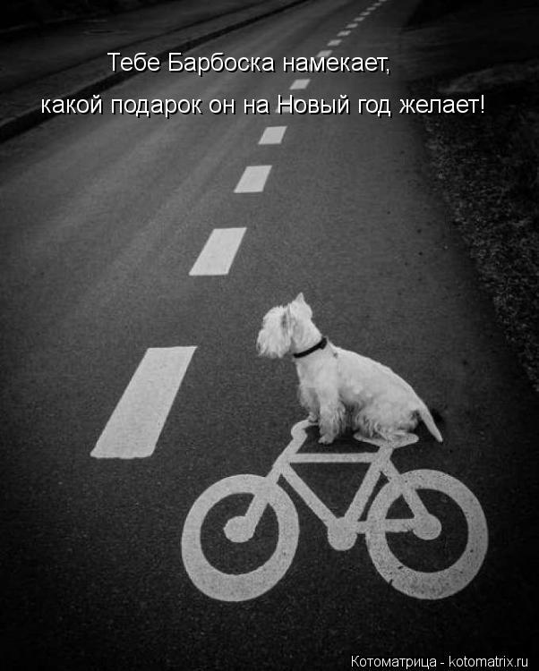 Котоматрица: Тебе Барбоска намекает, какой подарок он на Новый год желает!