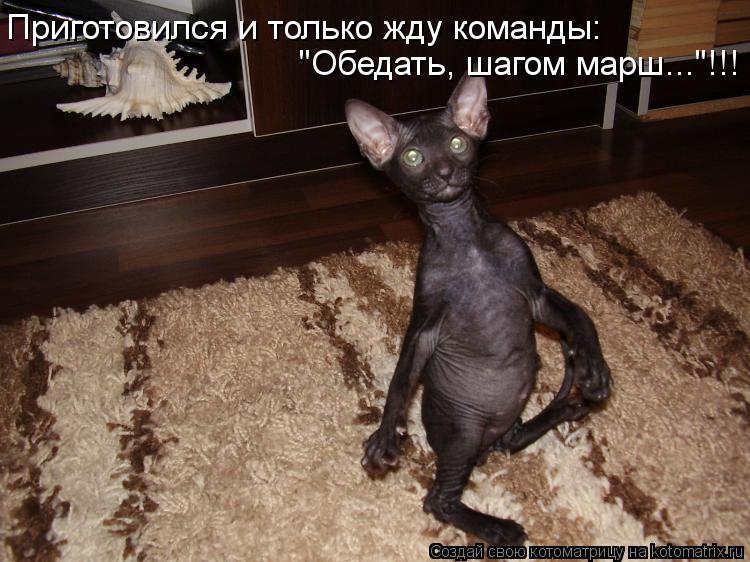 Приготовился и только жду команды: "Обедать, шагом марш..."!!!... Котоматрица: Приготовился и только жду команды: "Обедать, шагом марш..."!!!
