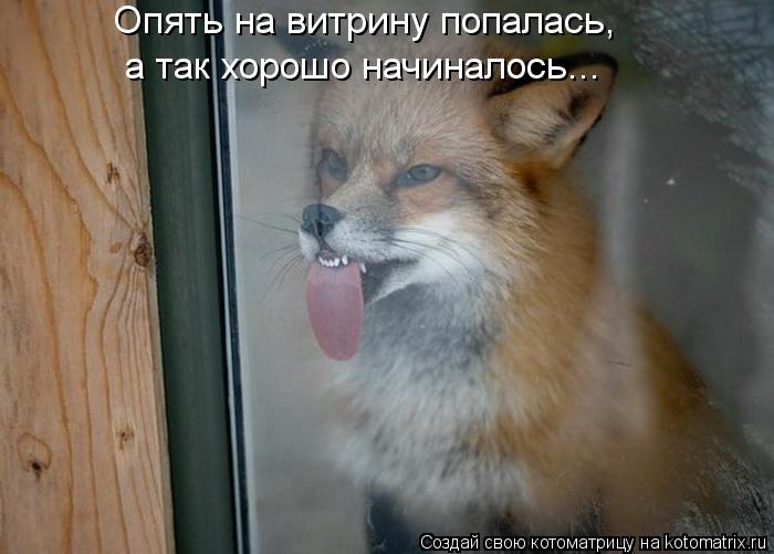 Опять на витрину попалась, а так хорошо начиналось...... Котоматрица: Опять на витрину попалась, а так хорошо начиналось...