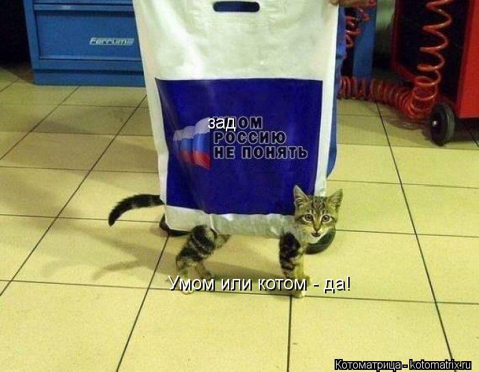 Котоматрица: зад Умом или котом - да!