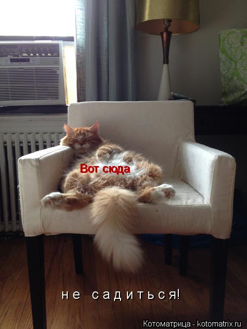 н е с а д и т ь с я! Вот сюда Вот сюда... Котоматрица: н е с а д и т ь с я! Вот сюда Вот сюда