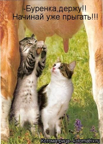 Котоматрица: -Буренка,держу!!  Начинай уже прыгать!!!