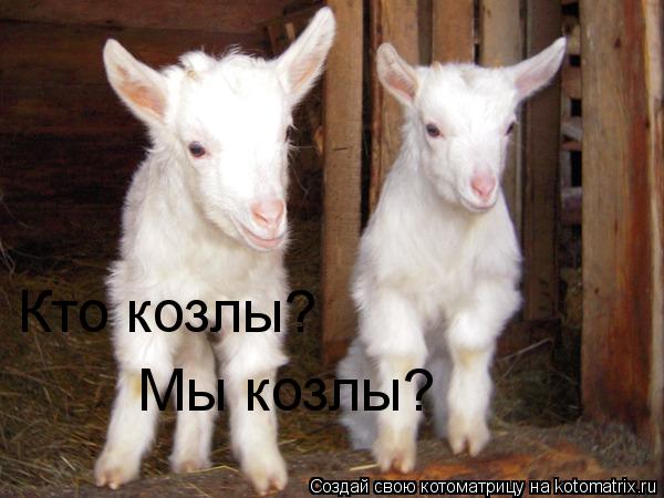 Котоматрица: Кто козлы? Мы козлы?
