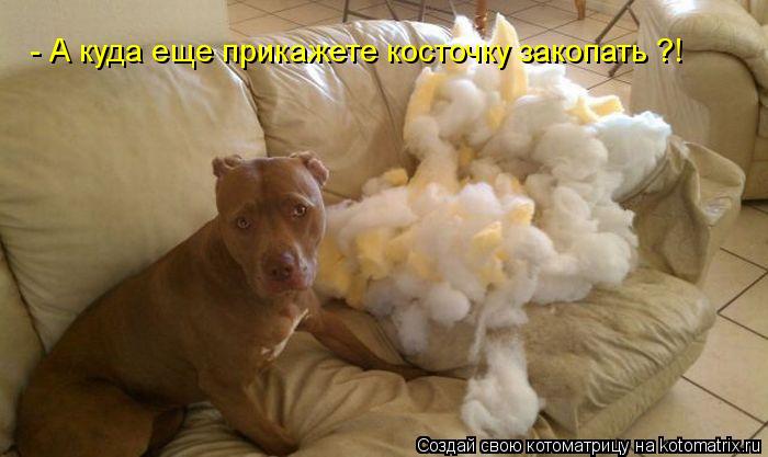 Котоматрица: - А куда еще прикажете косточку закопать ?!