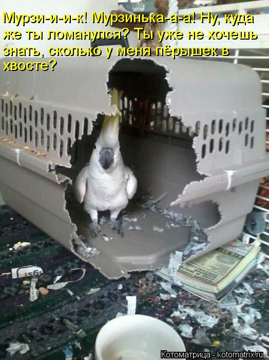 Котоматрица: Мурзи-и-и-к! Мурзинька-а-а! Ну, куда же ты ломанулся? Ты уже не хочешь  знать, сколько у меня пёрышек в хвосте?