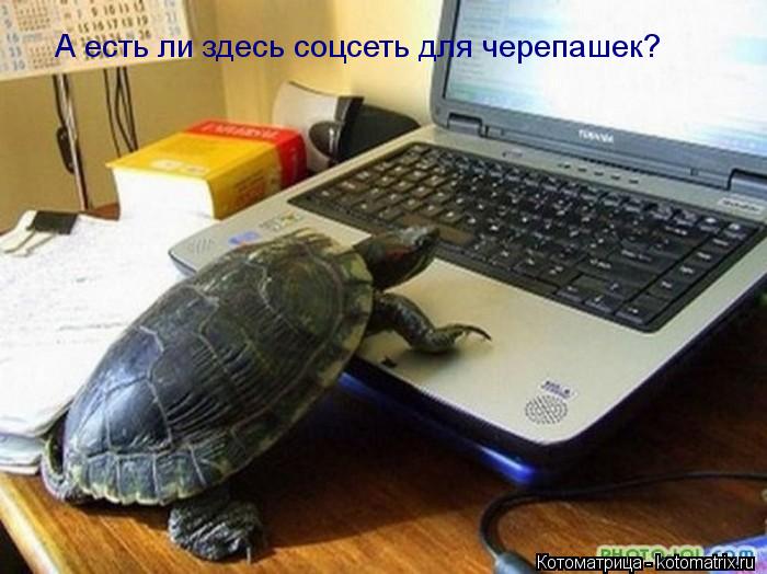 Котоматрица: А есть ли здесь соцсеть для черепашек?