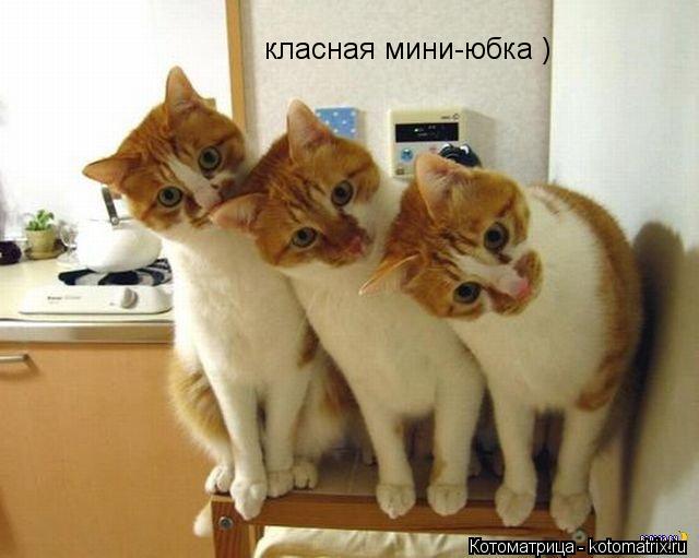 класная мини-юбка )... Котоматрица: класная мини-юбка )
