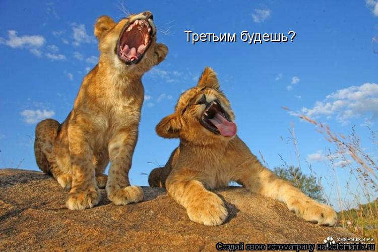 Третьим будешь?... Котоматрица: Третьим будешь?
