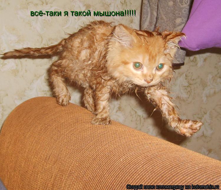 всё-таки я такой мышона!!!!!... Котоматрица: всё-таки я такой мышона!!!!!
