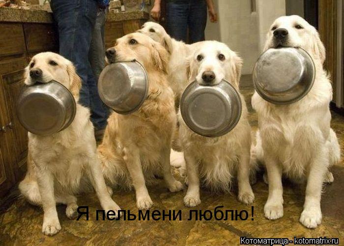 Котоматрица: Я пельмени люблю!