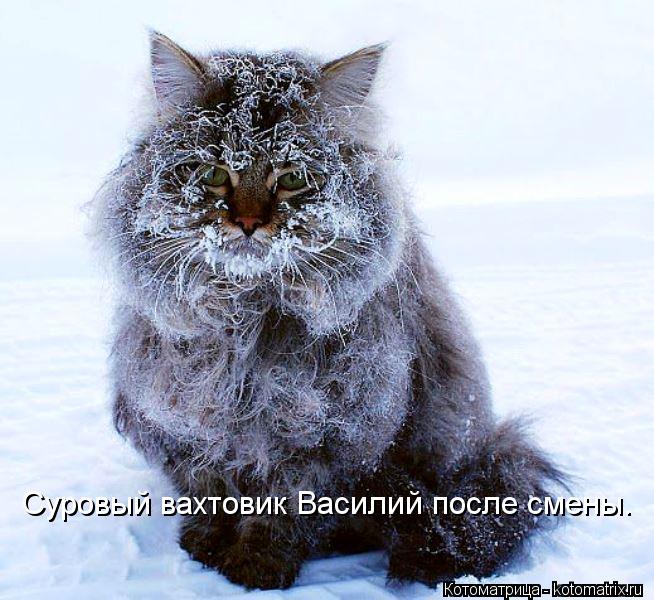 Котоматрица: Суровый вахтовик Василий после смены.
