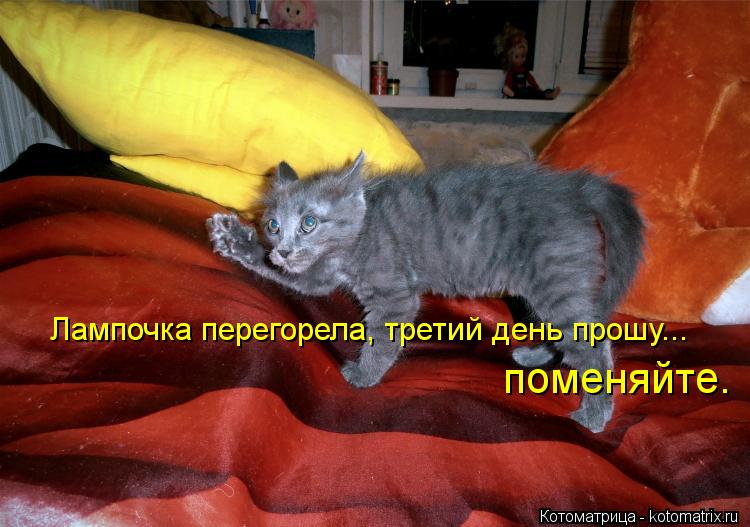 Лампочка перегорела, третий день прошу... поменяйте.... Котоматрица: Лампочка перегорела, третий день прошу... поменяйте.