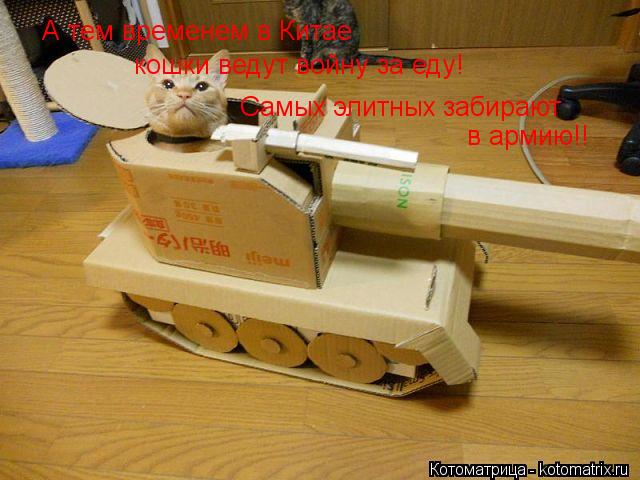 А тем временем в Китае кошки ведут войну за еду! Самых элитных забирают в армию!!... Котоматрица: А тем временем в Китае кошки ведут войну за еду! Самых элитных забирают в армию!!