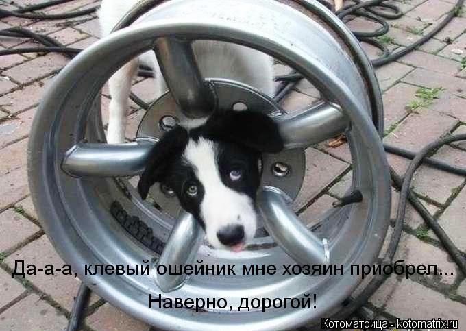 Котоматрица: Да-а-а, клевый ошейник мне хозяин приобрел... Наверно, дорогой!