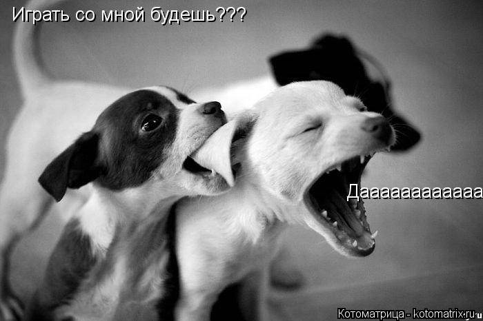 Котоматрица: Играть со мной будешь??? Дааааааааааааааа!!!!!!!!!!!!!!!!