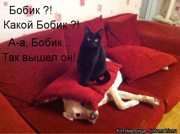 Бобик ?! Какой Бобик ?! А-а, Бобик... Так вышел он!... Котоматрица: Бобик ?! Какой Бобик ?! А-а, Бобик... Так вышел он!