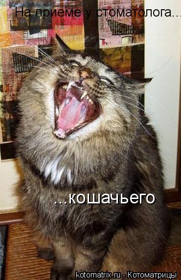 Котоматрица: На приеме у стоматолога... ...кошачьего