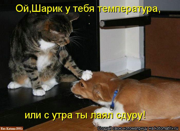 Котоматрица: Ой,Шарик у тебя температура, или с утра ты лаял сдуру!