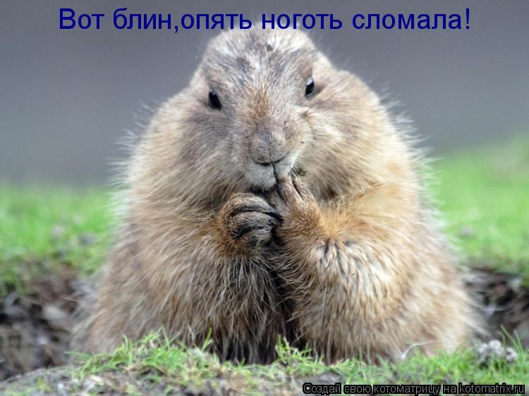Вот блин,опять ноготь сломала!... Котоматрица: Вот блин,опять ноготь сломала!