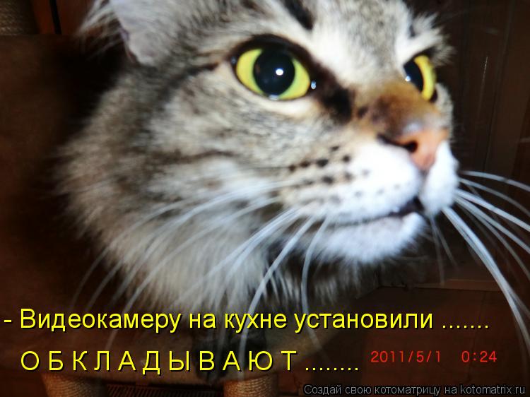 Котоматрица: - Видеокамеру на кухне установили ....... О Б К Л А Д Ы В А Ю Т ........
