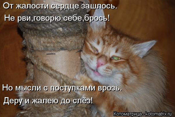 Котоматрица: От жалости сердце зашлось. Не рви,говорю себе,брось! Но мысли с поступками врозь. Деру и жалею до слёз!