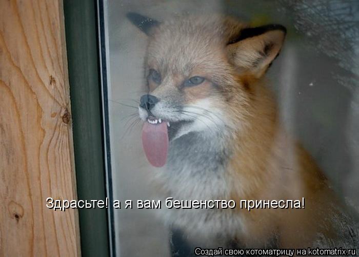 Здрасьте! а я вам бешенство принесла!... Котоматрица: Здрасьте! а я вам бешенство принесла!