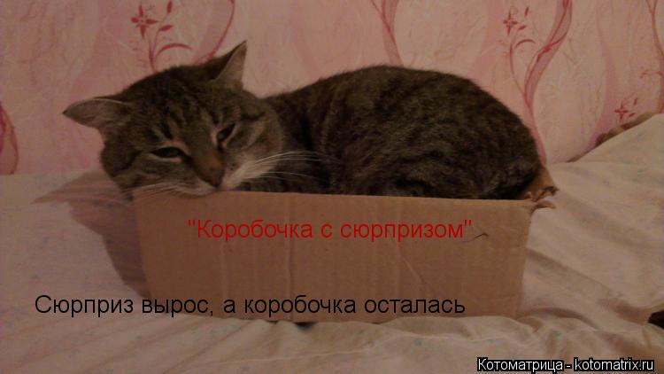 "Коробочка с сюрпризом" Сюрприз вырос, а коробочка осталась... Котоматрица: "Коробочка с сюрпризом" Сюрприз вырос, а коробочка осталась