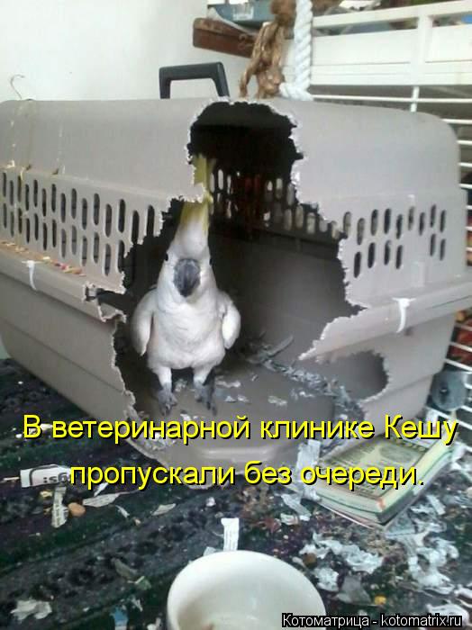 Котоматрица: В ветеринарной клинике Кешу пропускали без очереди.