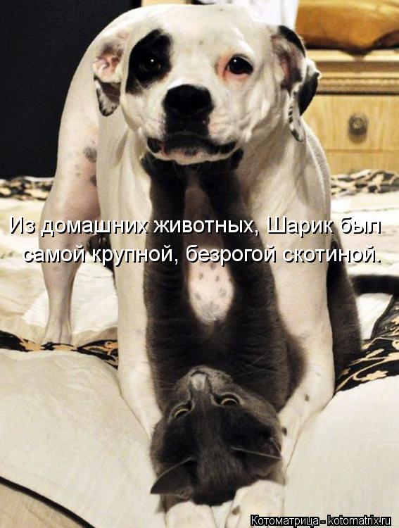 Из домашних животных, Шарик был самой крупной, безрогой скотиной.... Котоматрица: Из домашних животных, Шарик был самой крупной, безрогой скотиной.