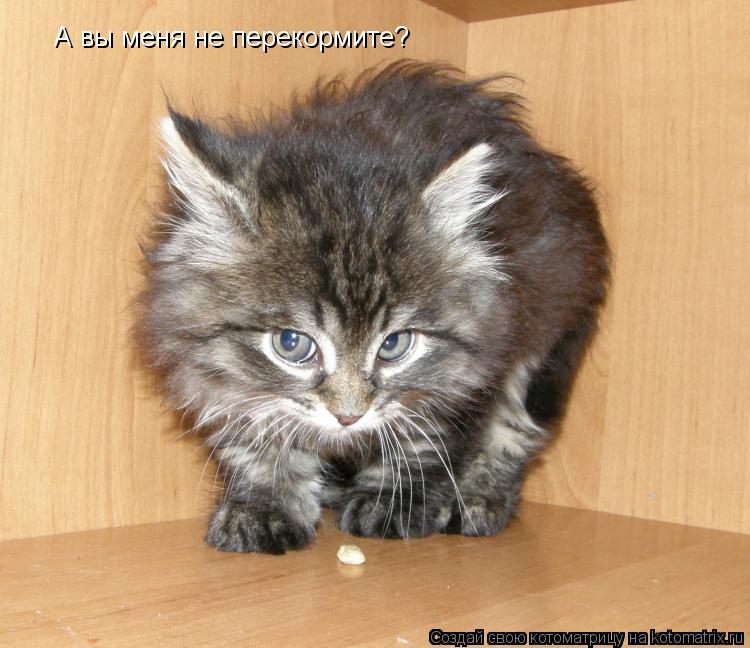 Котоматрица: А вы меня не перекормите?