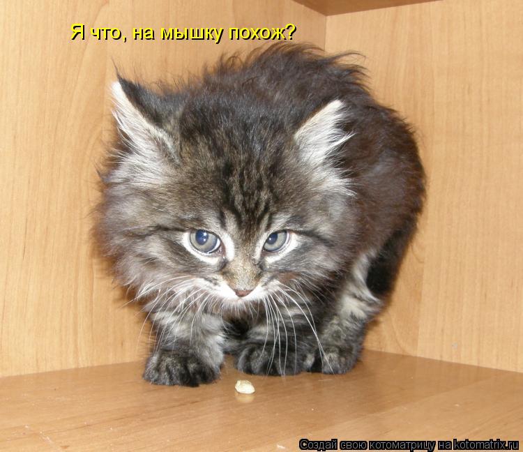 Котоматрица: Я что, на мышку похож?