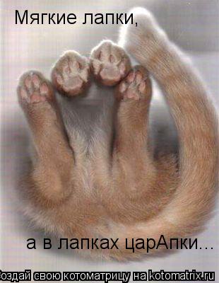Мягкие лапки, а в лапках царАпки...... Котоматрица: Мягкие лапки, а в лапках царАпки...