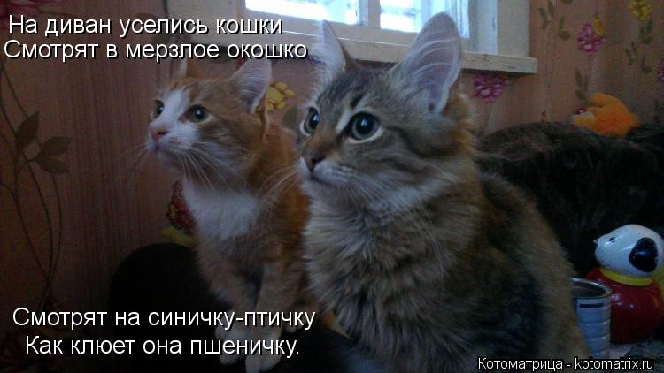 На диван уселись кошки Смотрят в мерзлое окошко Смотрят на синичку-птичку Как клюет она пшеничку.... Котоматрица: На диван уселись кошки Смотрят в мерзлое окошко Смотрят на синичку-птичку Как клюет она пшеничку.