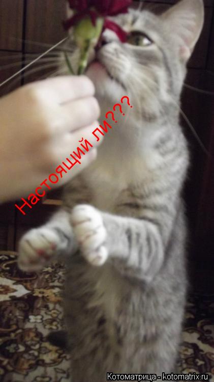 Котоматрица: Настоящий ли???