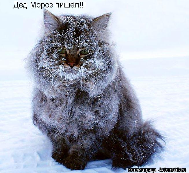 Дед Мороз пишёл!!!... Котоматрица: Дед Мороз пишёл!!!
