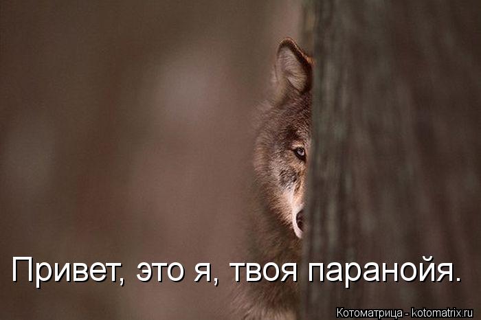 Котоматрица: Привет, это я, твоя паранойя.