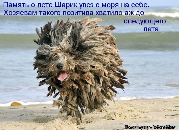 Котоматрица: Память о лете Шарик увез с моря на себе. следующего  лета. Хозяевам такого позитива хватило аж до