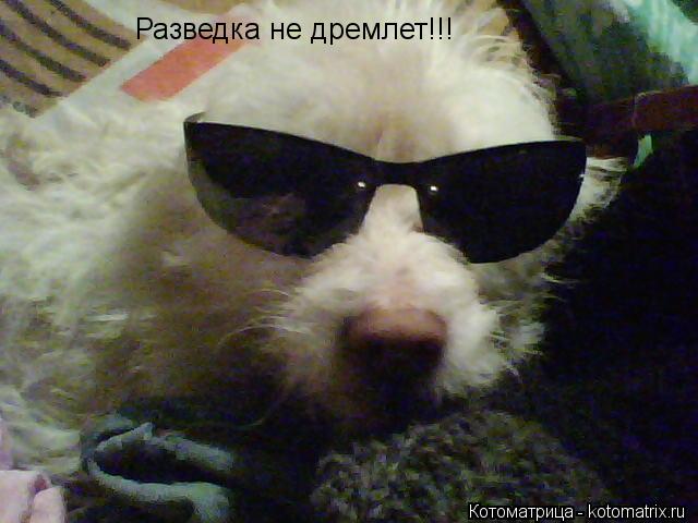 Разведка не дремлет!!!... Котоматрица: Разведка не дремлет!!!