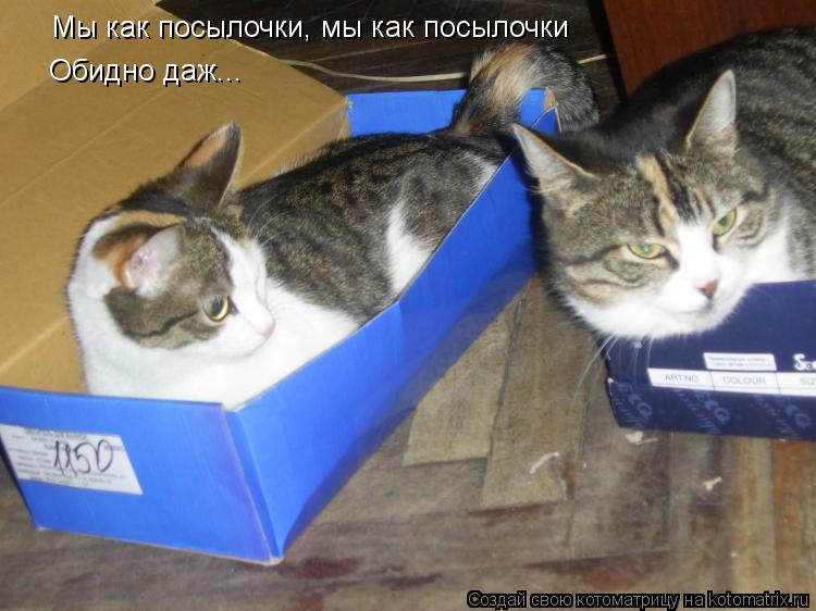 Котоматрица: Мы как посылочки, мы как посылочки Обидно даж...