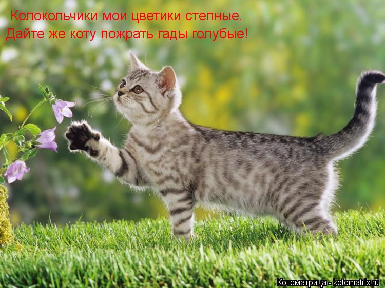 Колокольчики мои цветики степные. Дайте же коту пожрать гады голубые!... Котоматрица: Колокольчики мои цветики степные. Дайте же коту пожрать гады голубые!