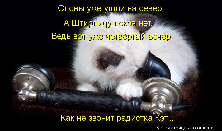 Котоматрица: Слоны уже ушли на север, А Штирлицу покоя нет. Ведь вот уже четвёртый вечер, Как не звонит радистка Кэт...
