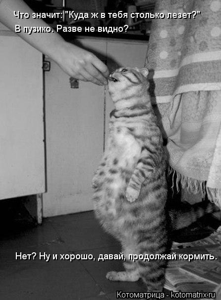 Что значит: "Куда ж в тебя столько лезет?" В пузико. Разве не видно? Нет? Ну и хорошо, давай, продолж... Котоматрица: Что значит: "Куда ж в тебя столько лезет?" В пузико. Разве не видно? Нет? Ну и хорошо, давай, продолжай кормить.