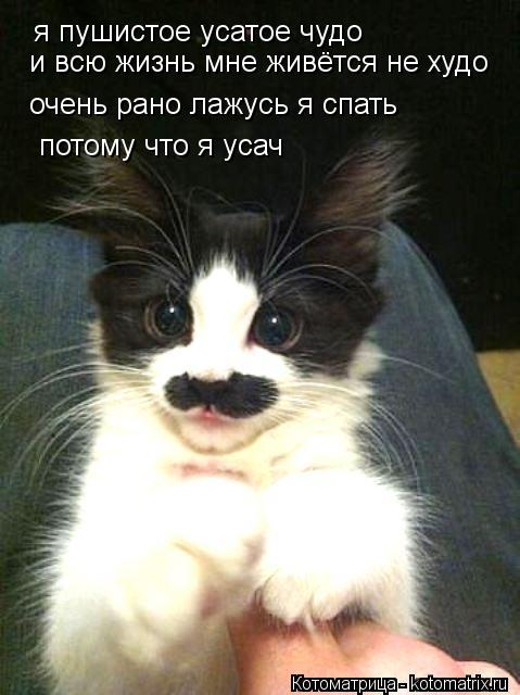 я пушистое усатое чудо и всю жизнь мне живётся не худо очень рано лажусь я спать потому что я усач... Котоматрица: я пушистое усатое чудо и всю жизнь мне живётся не худо очень рано лажусь я спать потому что я усач