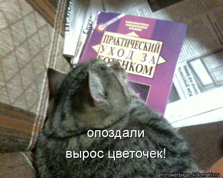 опоздали вырос цветочек!... Котоматрица: опоздали вырос цветочек!