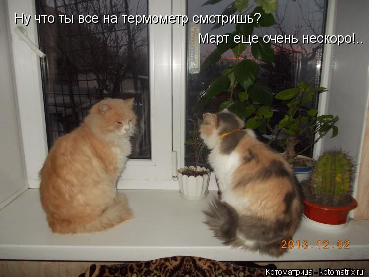 Ну что ты все на термометр смотришь? Март еще очень нескоро!..... Котоматрица: Ну что ты все на термометр смотришь? Март еще очень нескоро!..